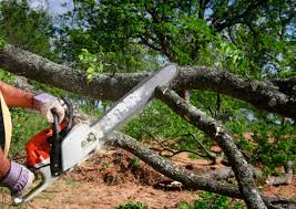 Best Commercial Tree Services  in Winterville, NC