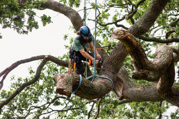 Best Stump Grinding and Removal  in Winterville, NC