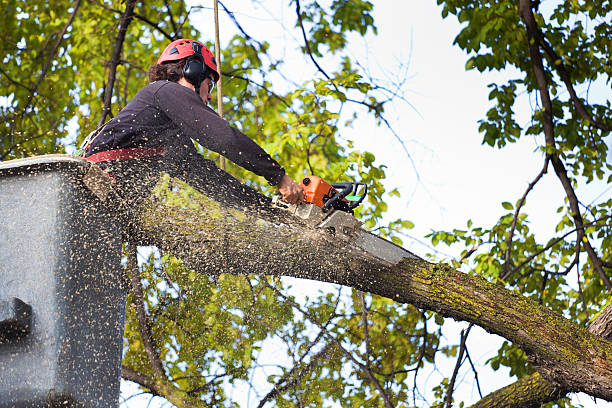 Best Residential Tree Removal  in Winterville, NC