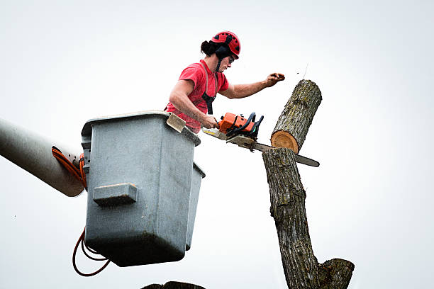 Best Tree Risk Assessment  in Winterville, NC