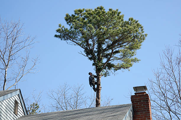 Best Sod Installation  in Winterville, NC