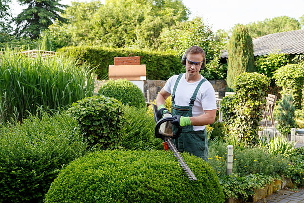 Best Seasonal Cleanup (Spring/Fall)  in Winterville, NC