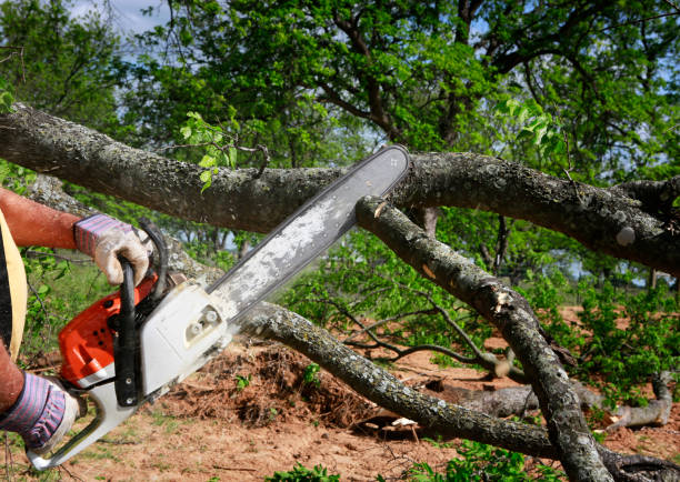 Best Root Management and Removal  in Winterville, NC