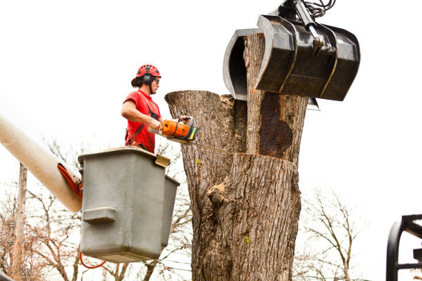 Best Tree Disease Treatment  in Winterville, NC