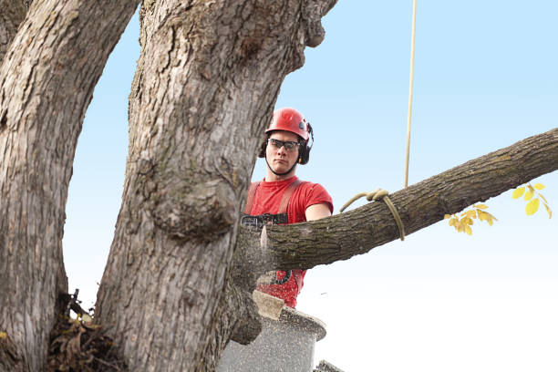 Best Tree Cabling and Bracing  in Winterville, NC